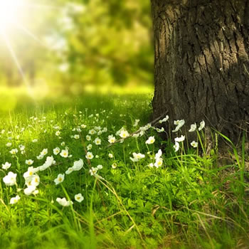 Tree in field of flowers